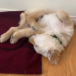 Meet your Posher, Phoenix